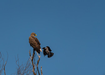 Eagle being attacked by craw