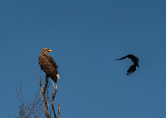 Withe tail eagle being attacked by craw 
