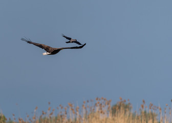 White tail eagle chasing a crow