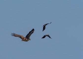 whitetail eagle chasing crows 