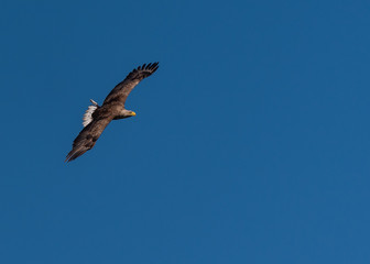 eagle in the sunset
