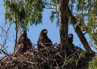 White Tail Eagle nest in DeltaDunarii pikaboo