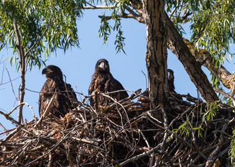 White Tail Eagle nest in DeltaDunarii  hide and seek eagle
