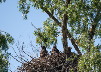 White Tail Eagle nest in DeltaDunarii with derpy eagle