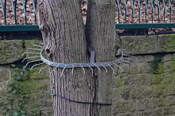 vergitterter Baum