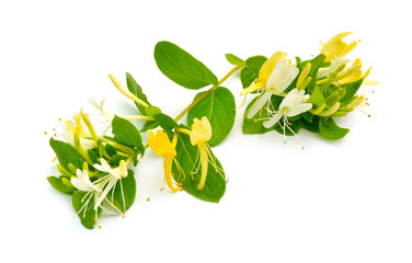 Lonicera japonica, known as Japanese honeysuckle and golden-and-silver honeysuckle. Isolated on...