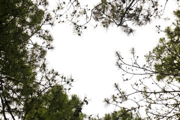 Leaves and branches of trees against the sky. Vacation concept. Trees photographed from below.