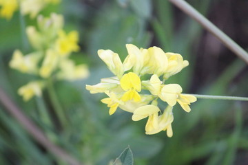 yellow flowers in the garden