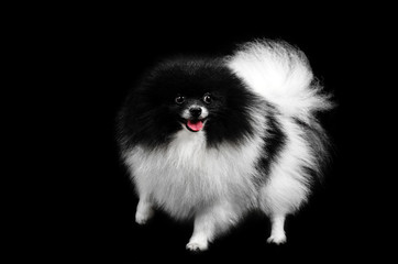 black and white spitz furry dog ​​portrait in photo studio on a black background