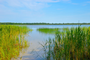 Beautiful summer lake or pond with reed