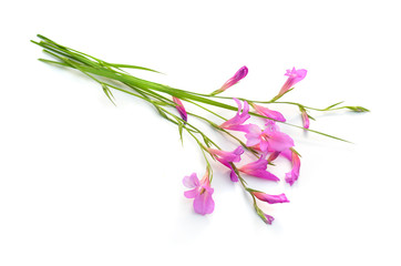 Gladiolus italicus is a species of gladiolus known by the common names Italian gladiolus, field gladiolus, sword-lily.