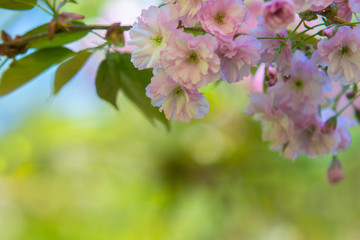 Blooming apple tree with amazing pink blossom on  blurred  background.  Gentle sun colorful spring or summer composition