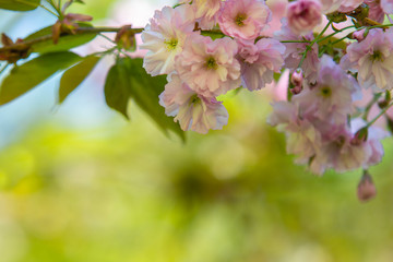 Blooming apple tree with amazing pink blossom on  blurred  background.  Gentle sun colorful spring or summer composition