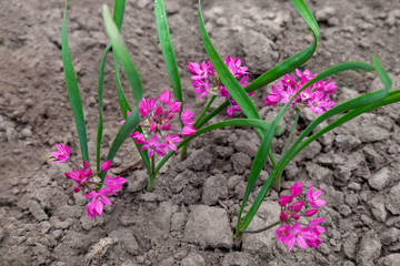 Allium oreophilum, blooming herb in the garden