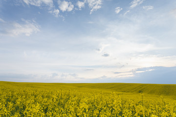 Scenic rural landscape with blooming rapeseed field