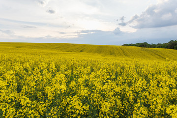 Obraz premium Scenic rural landscape with blooming rapeseed field