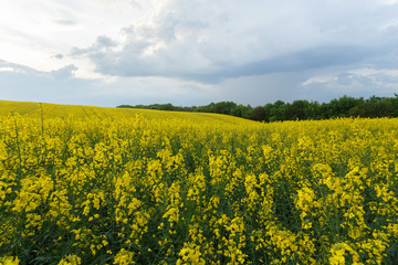 Obraz premium Scenic rural landscape with blooming rapeseed field