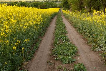 Rural road near the blooming rapeseed field
