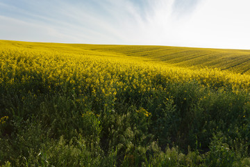 Fototapeta premium Sunset over the rapeseed field among the hills
