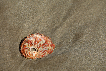 Sand Strand mit Muscheln