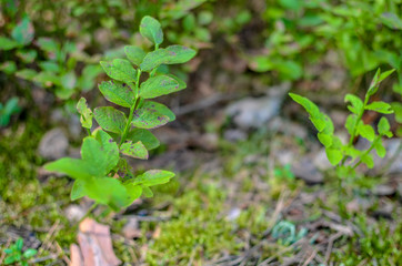 Blueberry plants with green leaves on the ground