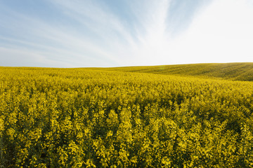 Sunset over the rapeseed field among the hills