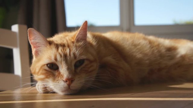 chat 6