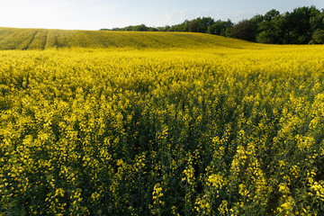 Obraz premium Sunset over the rapeseed field among the hills