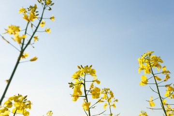 Tops of blooming rapeseed in the field