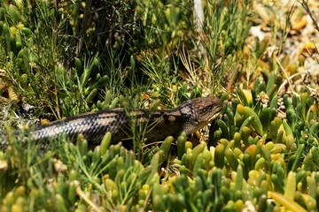 Echse in Australien