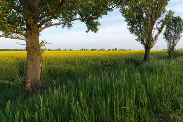 Line of trees in the grass near the rapessed field
