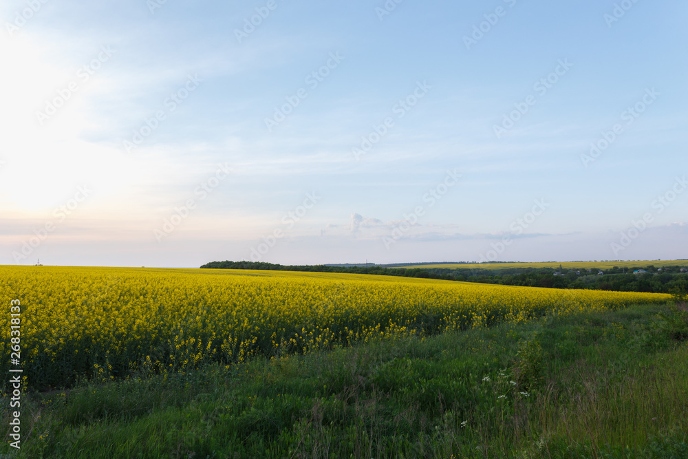 Wall mural rapeseed field near the meadow at sunset