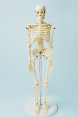Human skeleton
