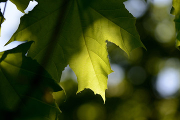 Green maple leaves close up lit by the sun. Natural background