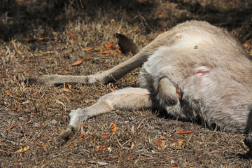 Überfahrenes Känguru in Australien