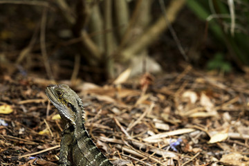 Echse in Australien