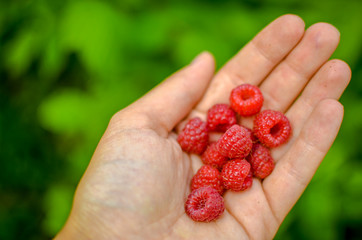 Woman hand with big red raspberries on background branches of raspberry