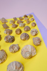 Summer composition.Flat lay, top view of various kinds seashells on pink and yellow background. Copy space in minimal style, template for text. Vacation concept