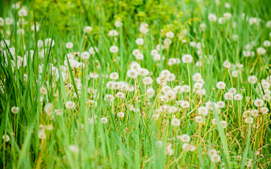 Natural background. Springtime concept. Many tender flowers in field. Dandelion soft bloom. Eco and organic. Dandelion in nature. Dandelion field. Fresh green grass and light white dandelion flowers