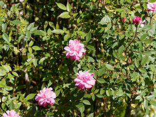 Rosier nain grimpant aux petites fleurs doubles rose pompon de Paris au feuillage gris-vert