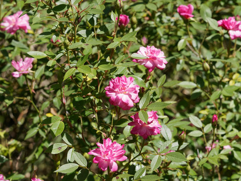 Rosier nain grimpant aux petites fleurs doubles rose pompon de Paris au feuillage gris-vert