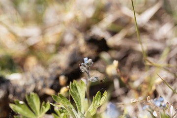 Flower of an early forget-me-not, Myosotis ramosissima