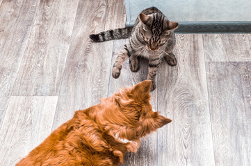 Cat and dog are played together. Cat and dog are fighting. Apartment. Cat and dog together