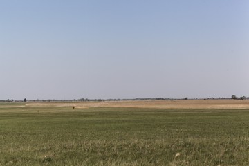 Landscape  at the lake Neusiedler See