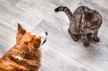 Obraz premium cat and a dog are sitting together and looking at each other. Gray background. Cat and dog together.