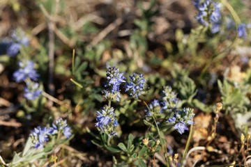 Plants of prostrate speedwell, Veronica prostrata