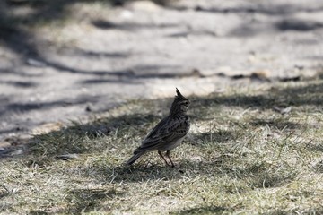 Crested lark (Galerida cristata)