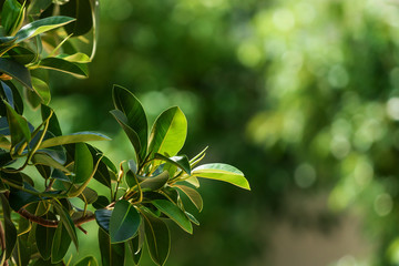Green branch with leaves in the backlight of the sun, on a blurred green background.