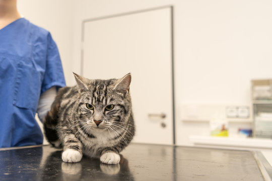 Cat in the veterinary practice is examined by the veterinarian