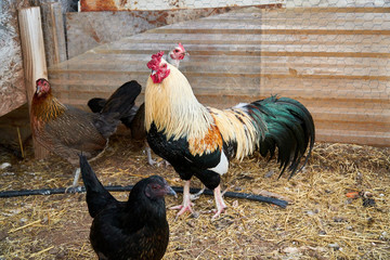 Majestic golden duckwing rooster cock special breed rare Cubalaya
